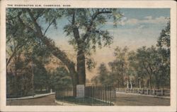 The Washington Elm, Cambridge, MA Postcard