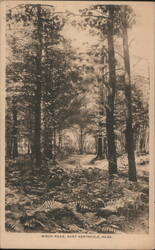 Birch Road, East Northfield, MA Postcard