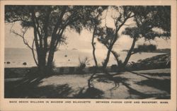 Back Beach Willows in Shadow, Rockport, MA Postcard