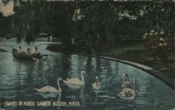 Swans in Public Garden, Boston, MA Postcard