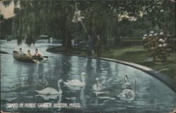 Swans in Public Garden Postcard