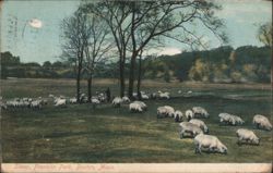 Sheep Grazing, Franklin Park, Boston, MA Postcard