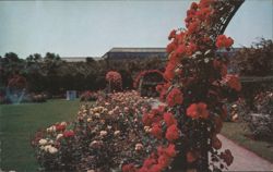 Rose Garden in Fenway Postcard