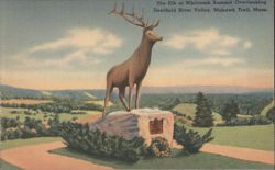 Elk at Whitcomb Summit Overlooking Deerfield River Valley Postcard