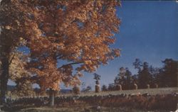 Golden Maple Tree Autumn Landscape, Stone Wall Postcard