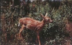 Fawn in Pocono Mountains - Such a wee one! Postcard