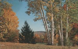 A Typical New England Fall Scene with Birch Trees Postcard