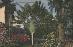 Travelers Palm in Florida Postcard