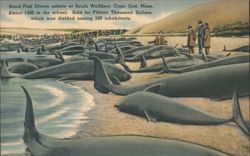 Black Fish Driven Ashore, South Wellfleet, Cape Cod Postcard