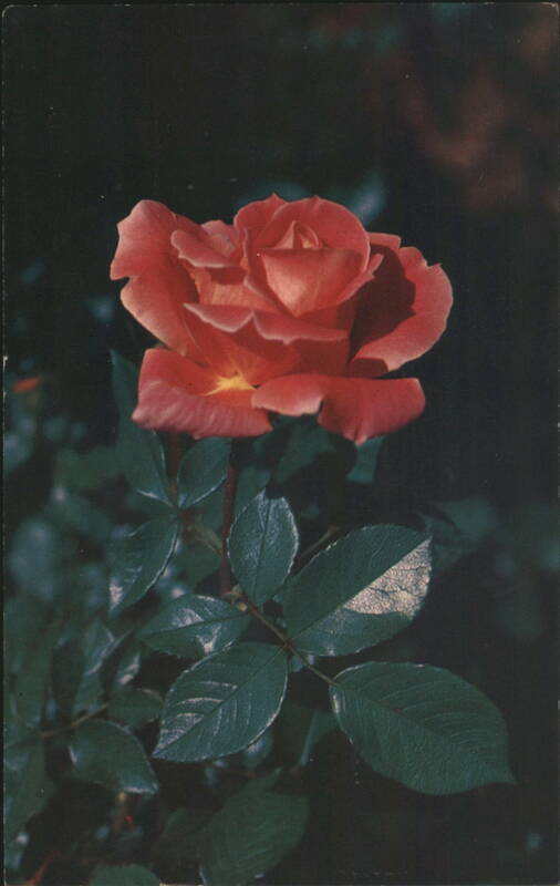 Descanso Pillar Rose Flowers