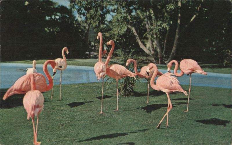 Flamingos at Dryer Flamingo Lagoon, San Diego Zoo, CA California