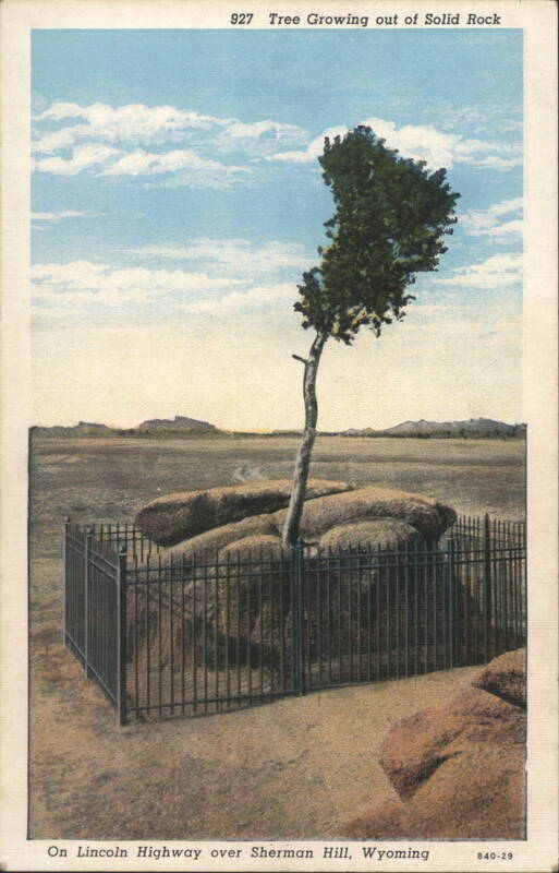 Lone Tree Growing out of Solid Rock, Sherman Hill Wyoming