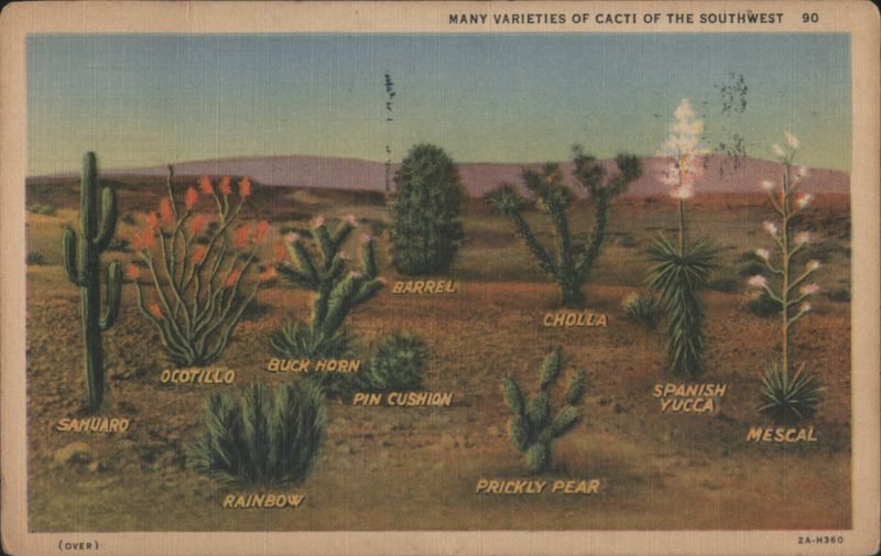 Many Varieties of Cacti of the Southwest Cactus & Desert Plants