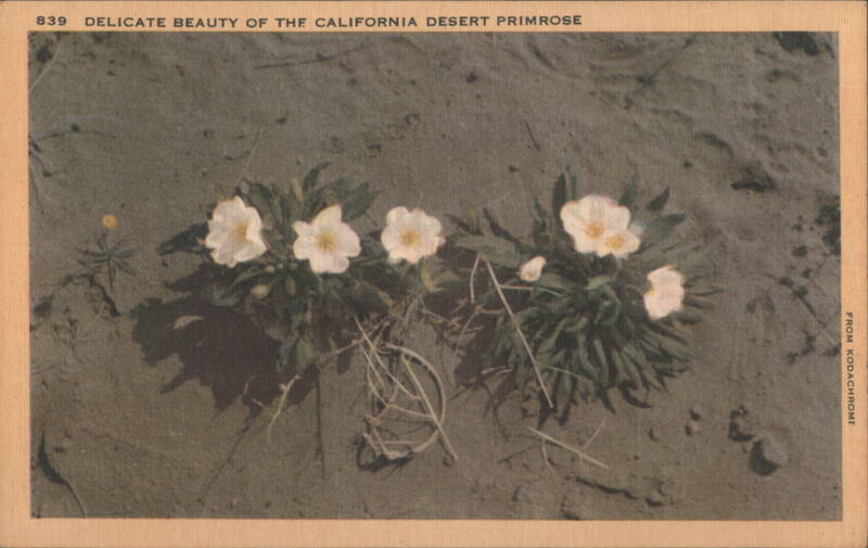 DELICATE BEAUTY OF THE CALIFORNIA DESERT PRIMROSE