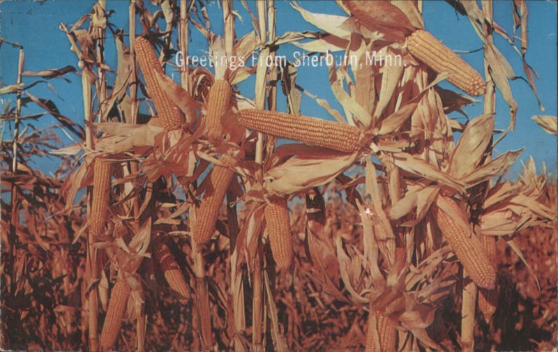 Cornfield - Greetings From Sherburn, MN Minnesota