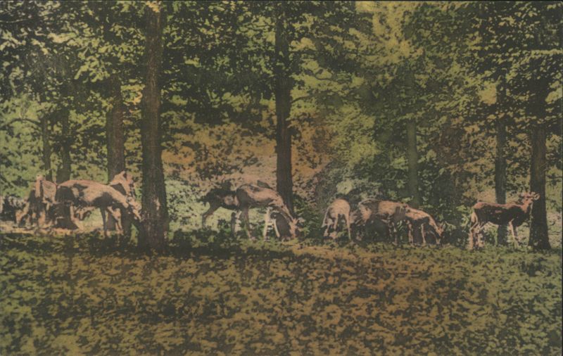 Deer in Pasture, Matthiessen State Park, Utica, Illinois