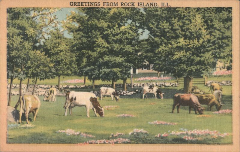 Cows Grazing in Field Rock Island Illinois