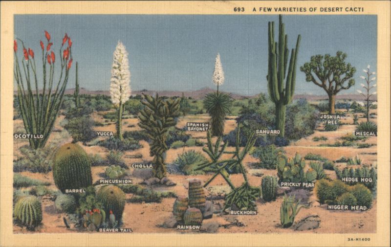 A Few Varieties of Desert Cacti Cactus & Desert Plants