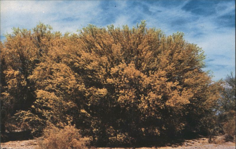 Palo Verde Yellow Blossoms, Hot Desert Country Gene Aiken