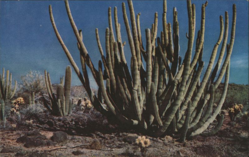 Organ Pipe Cactus Hubert A. Lowman Cactus & Desert Plants