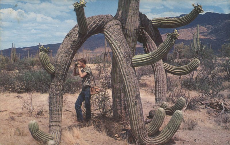 Man Photographs Arching Saguaro Cacti, Arizona Desert Phoenix