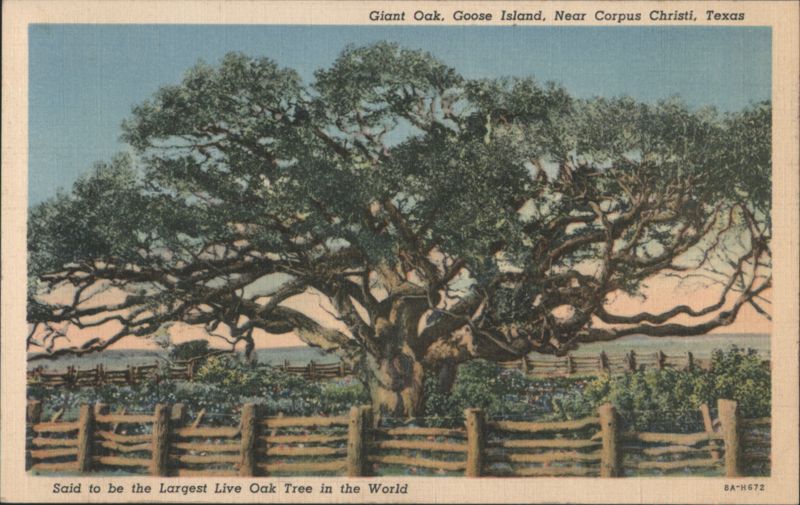 Giant Oak, Goose Island, Largest Live Oak Tree in the World Corpus Christi Texas