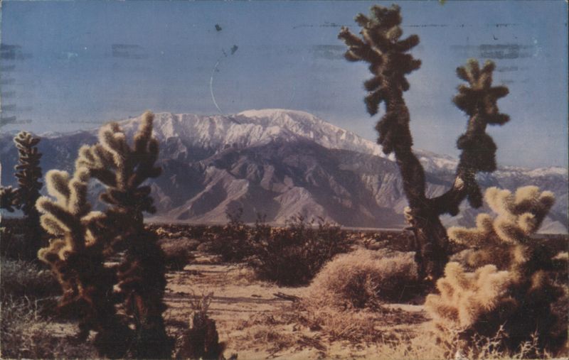Desert Cactus & Snow-Capped Mountains Cactus & Desert Plants
