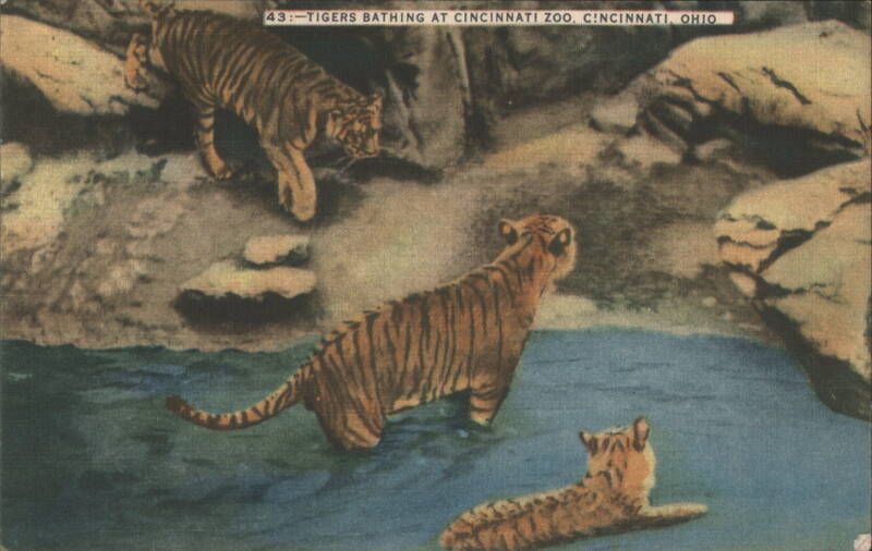 Tigers Bathing at Cincinnati Zoo Ohio