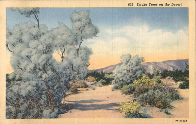 Smoke Trees on the Desert Cactus & Desert Plants