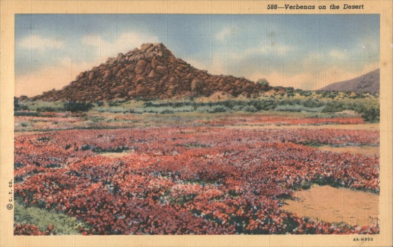 Verbenas on the Desert Cactus & Desert Plants