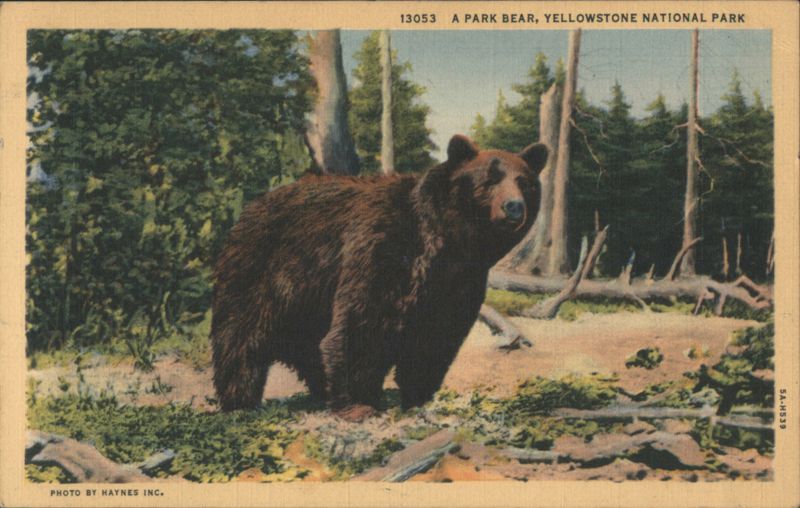 A Park Bear, Yellowstone National Park Wyoming