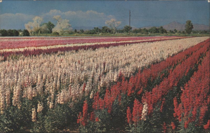 Arizona Flower Gardens, Row after Row of Varied Colors Phoenix