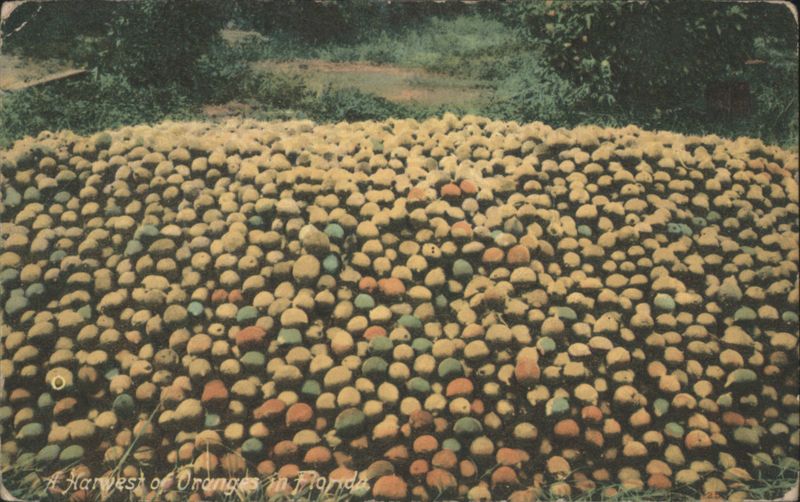 A Harvest of Oranges in Florida