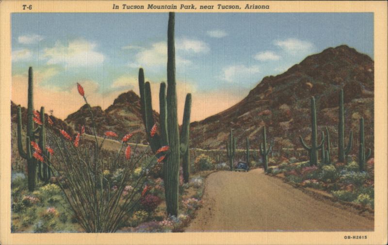 In Tucson Mountain Park, near Tucson, Arizona