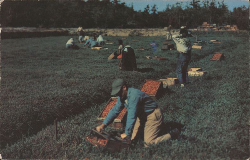 Cranberry Harvest at Edaville Railroad, South Carver Massachusetts