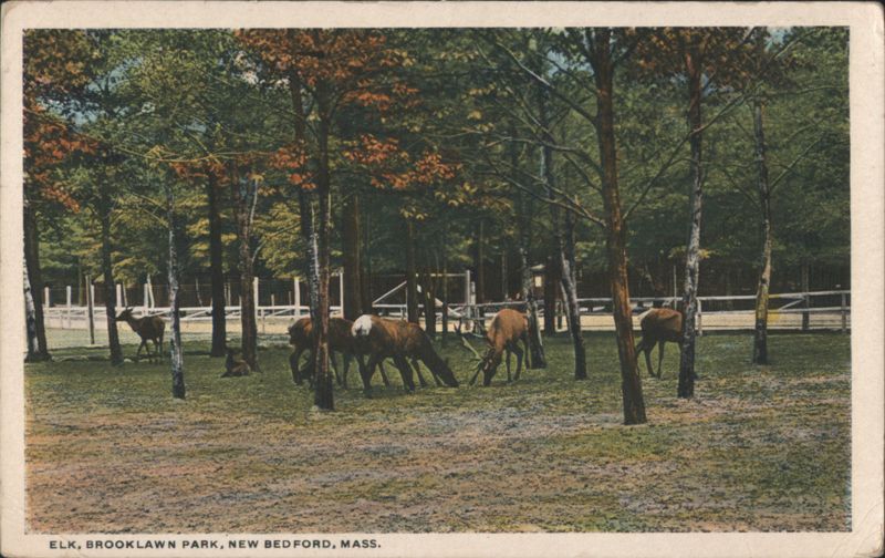 Elk, Brooklawn Park New Bedford Massachusetts