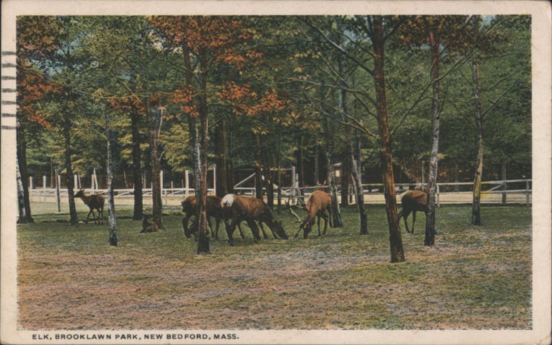 Elk, Brooklawn Park, New Bedford, Mass. Massachusetts