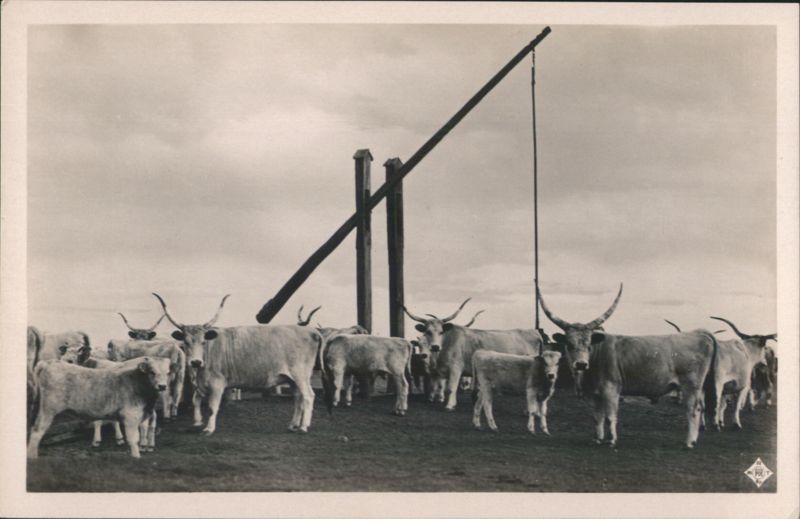 Hungarian Grey Cattle at Hortobágy Well Hungary