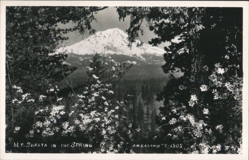 Mt. Shasta in Spring with Foreground Flowers California