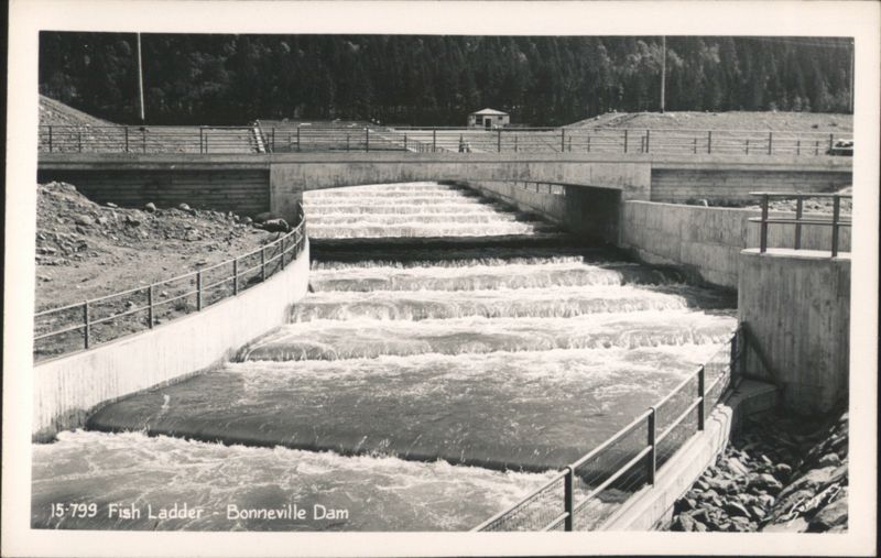 Fish Ladder - Bonneville Dam Oregon