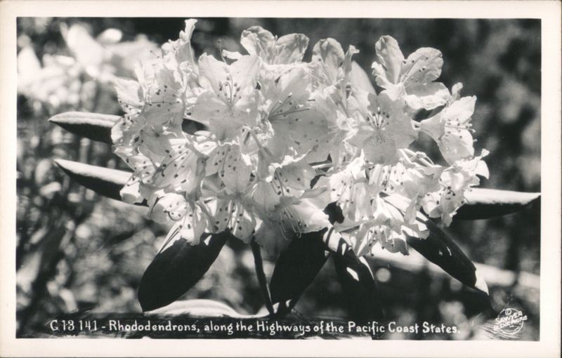 Rhododendrons along Highways of the Pacific Coast States