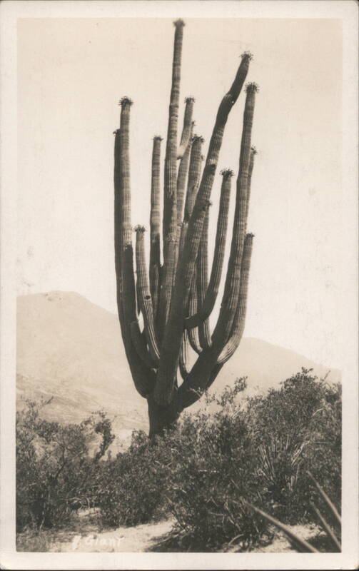 Giant Saguaro Cactus in Desert Landscape Cactus & Desert Plants