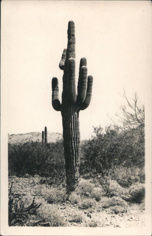 Saguaro Cactus Desert Landscape Cactus & Desert Plants