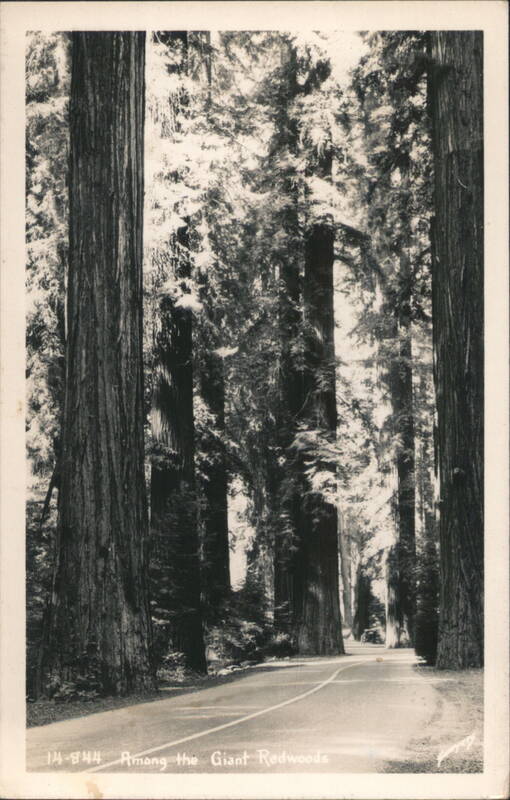 Among the Giant Redwoods California