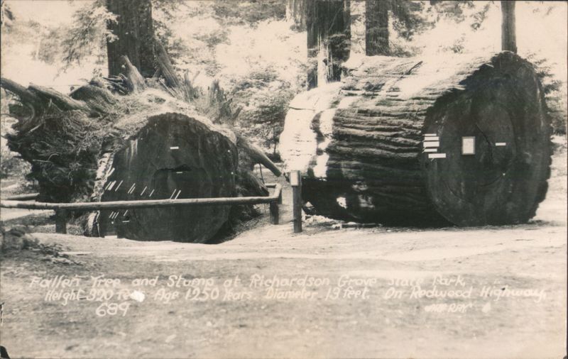 Fallen Tree & Stump, Richardson Grove State Park, CA California