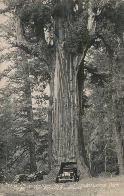 Chandelier Tree with Car, Underwood Park, Redwood Highway California