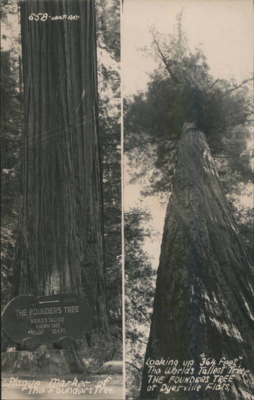 Founders Tree, World's Tallest, Dyerville Flats, CA California