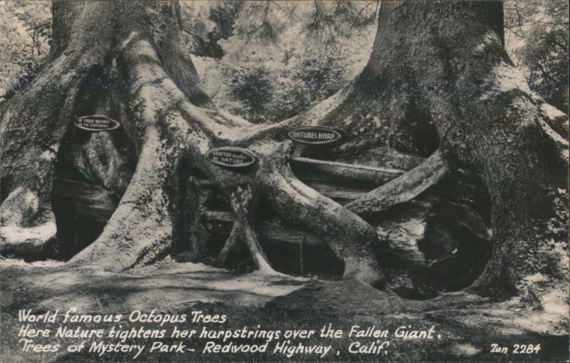 World famous Octopus Trees - Trees of Mystery Park, CA California