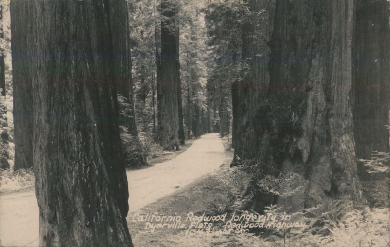 California Redwood Highway, Dyerville Flats
