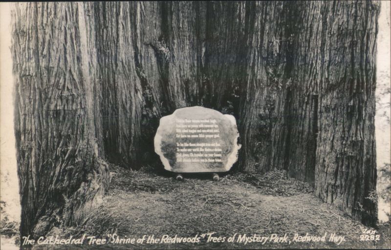 The Cathedral Tree Shrine of the Redwoods Trees of Mystery Park California